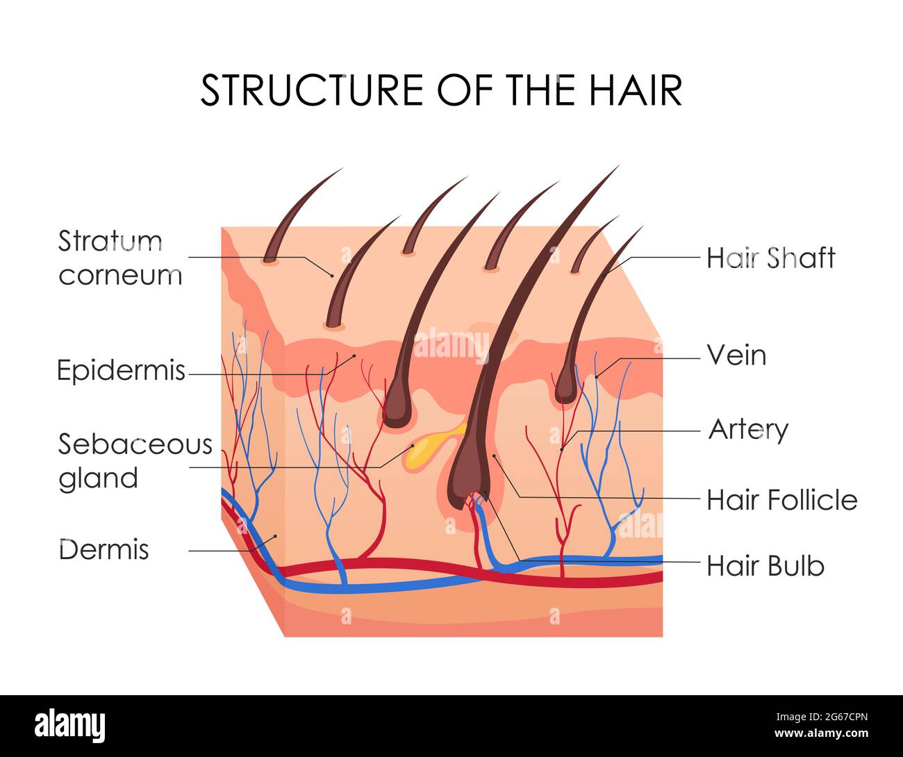 Illustrazione vettoriale del diagramma dei capelli umani. Pezzo di pelle umana e tutta la struttura dei capelli su sfondo bianco. Trattamento medico della calvizie Illustrazione Vettoriale