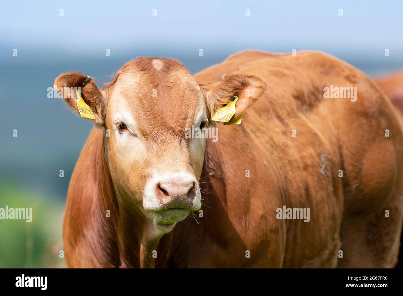 Pedigree Limousin vitelli di manzo, parte di una mandria vicino a Slaidburn nella foresta di Bowland, Lancashire, Regno Unito. Foto Stock