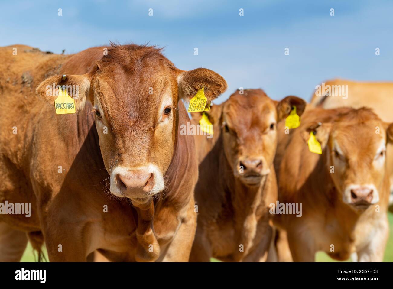 Pedigree Limousin vitelli di manzo, parte di una mandria vicino a Slaidburn nella foresta di Bowland, Lancashire, Regno Unito. Foto Stock