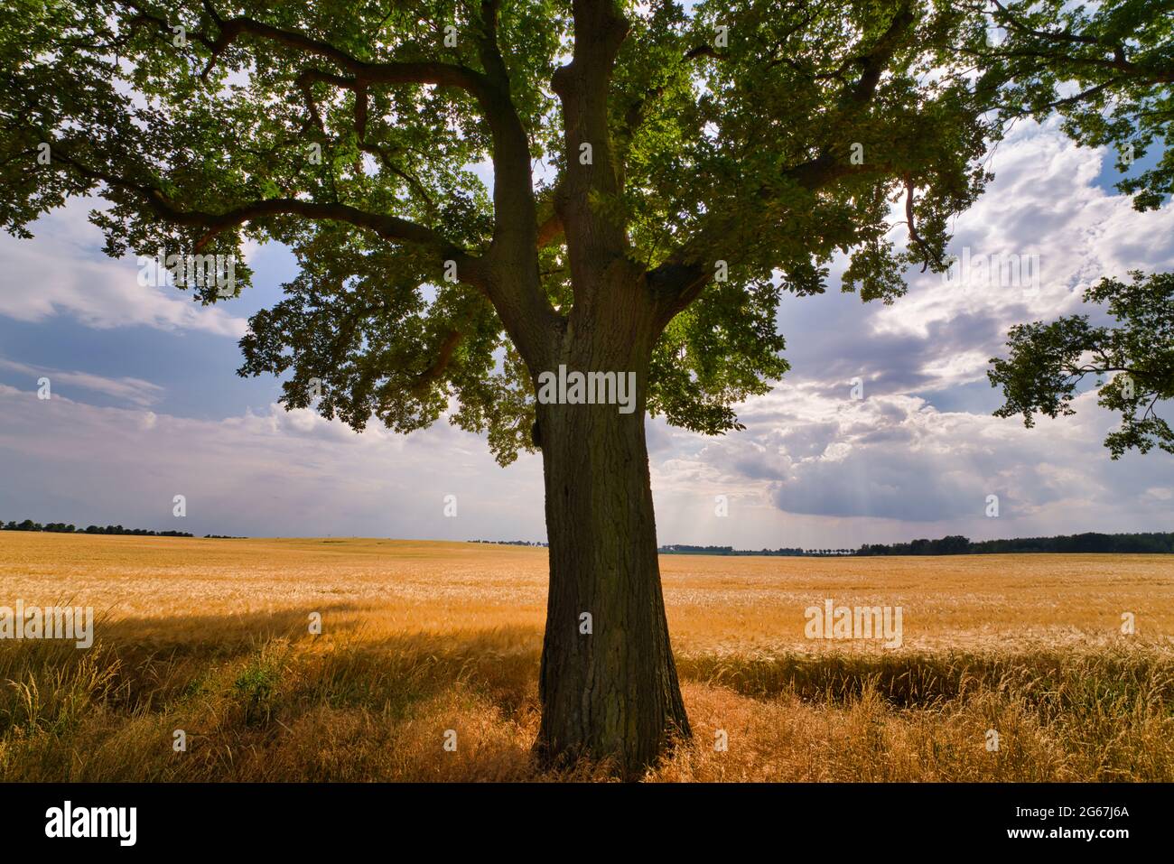 Un grande albero di quercia si trova di fronte ad un campo d'orzo dorato maturo in estate Foto Stock