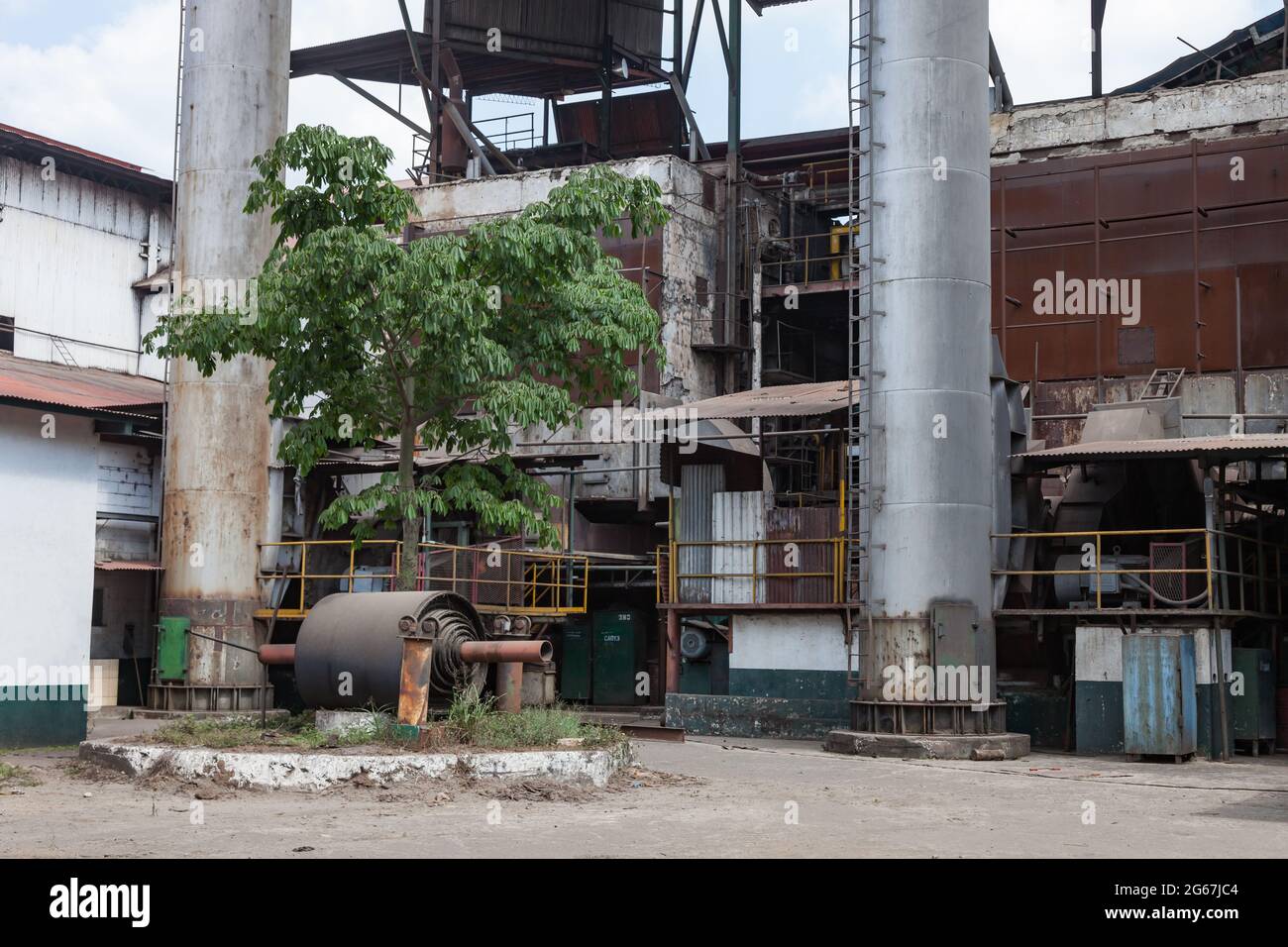 Un albero prospera all'ombra dei pesanti macchinari industriali di una raffineria di zucchero Foto Stock
