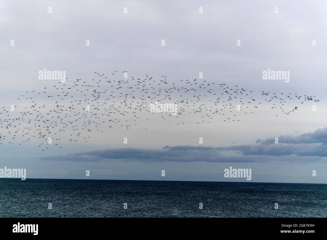 gregge di uccelli sul mare Foto Stock