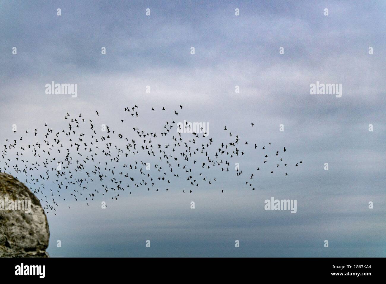 Stormo di uccelli nel cielo Foto Stock