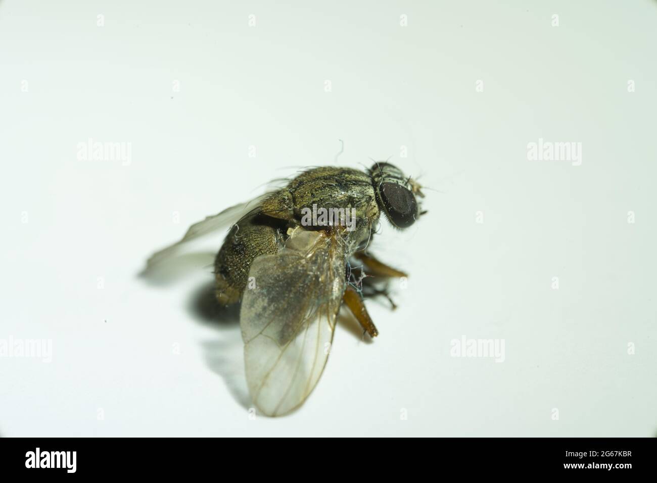 Macro shot di una casalinga morta, ha trovato questa casalinga morta in una scatola di tessuto. Foto Stock