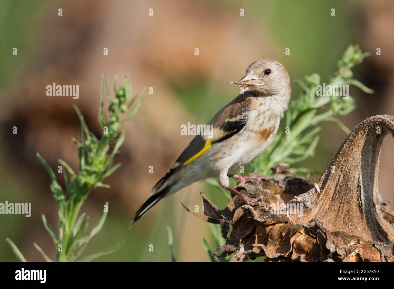Giovane Goldfinch europeo, Goldfinch (Carduelis carduelis) Foto Stock