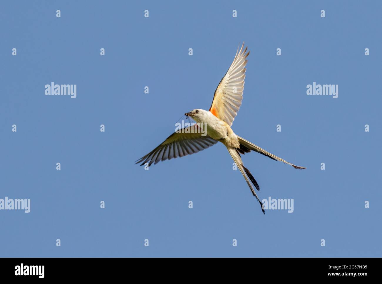 Flycatcher con coda a forbice (Tyrannus forficatus) che vola con preda di insetti nel becco, Galveston, Texas, USA. Foto Stock