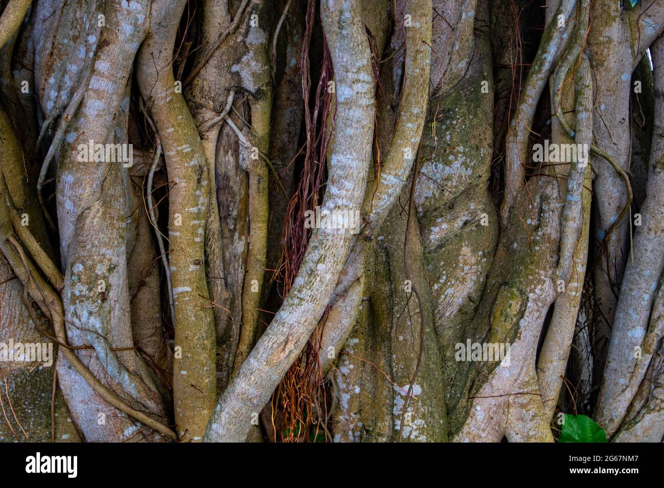 Immagine delle radici di un albero di bot di grandi dimensioni. Foto di alberi selvatici. Immagine delle radici di un grande albero di Banyan lungo il fiume. Foto Stock