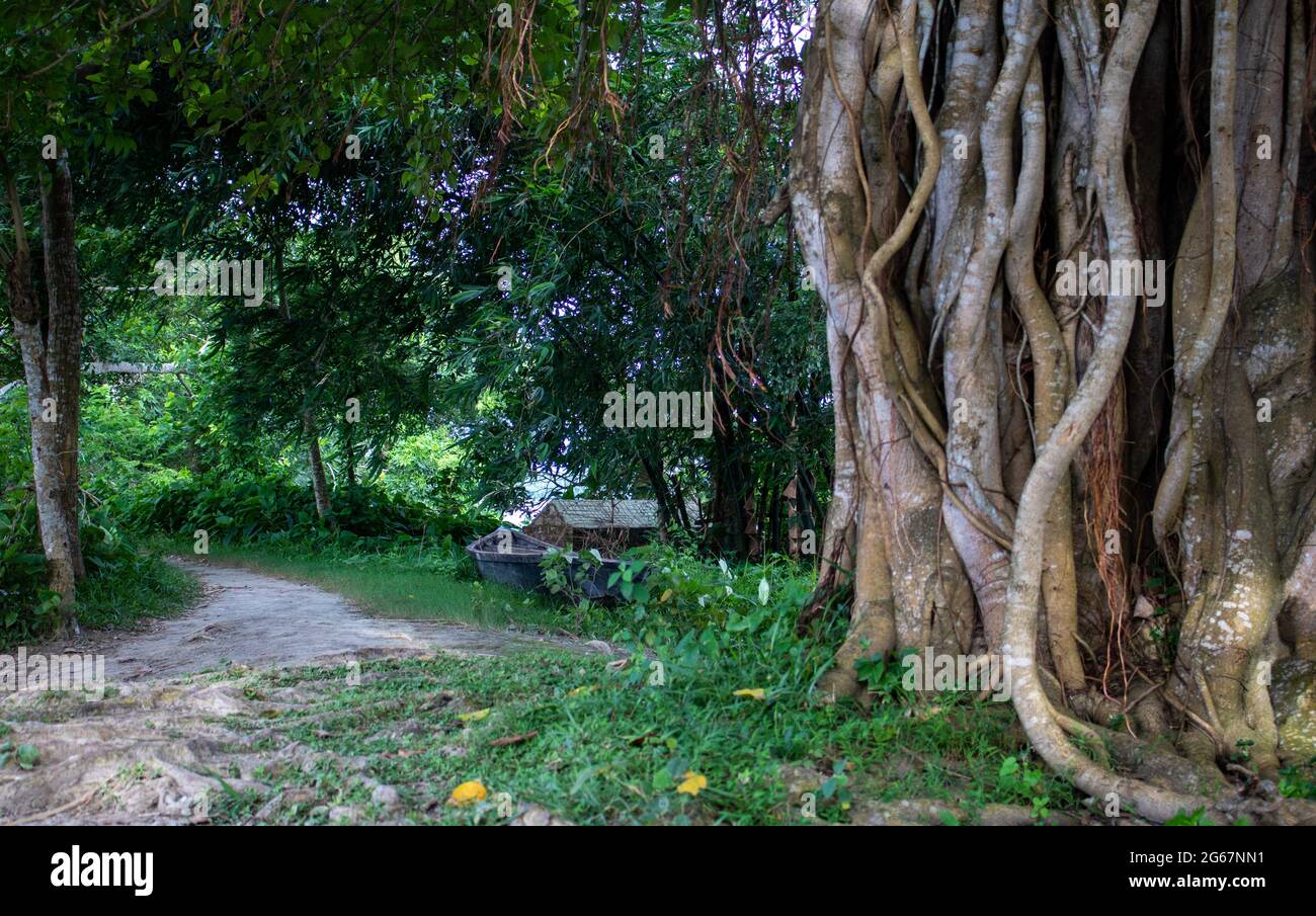 Immagine di un albero di Banyan. Foto di alberi selvatici sulle rive del fiume. Foto Stock