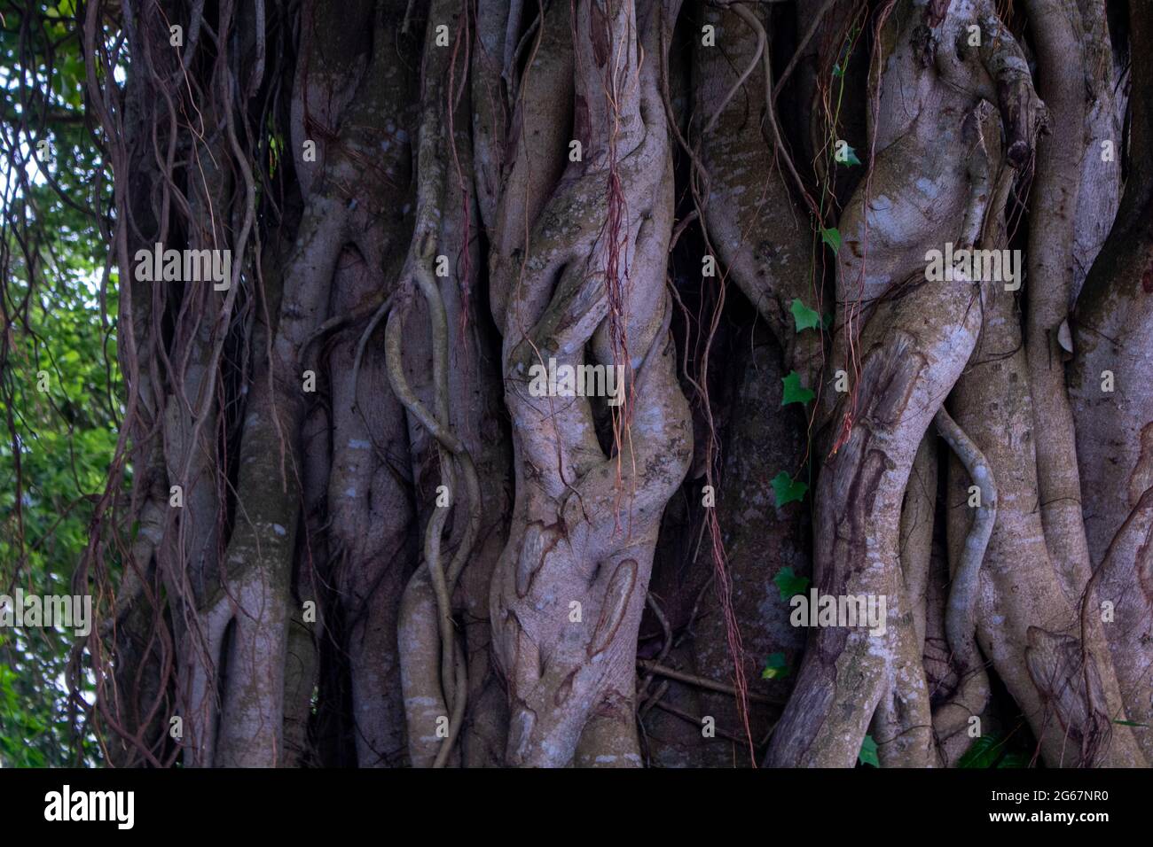 Immagine delle radici di un albero di bot di grandi dimensioni. Foto di alberi selvatici. Immagine delle radici di un grande albero di Banyan lungo il fiume. Foto Stock