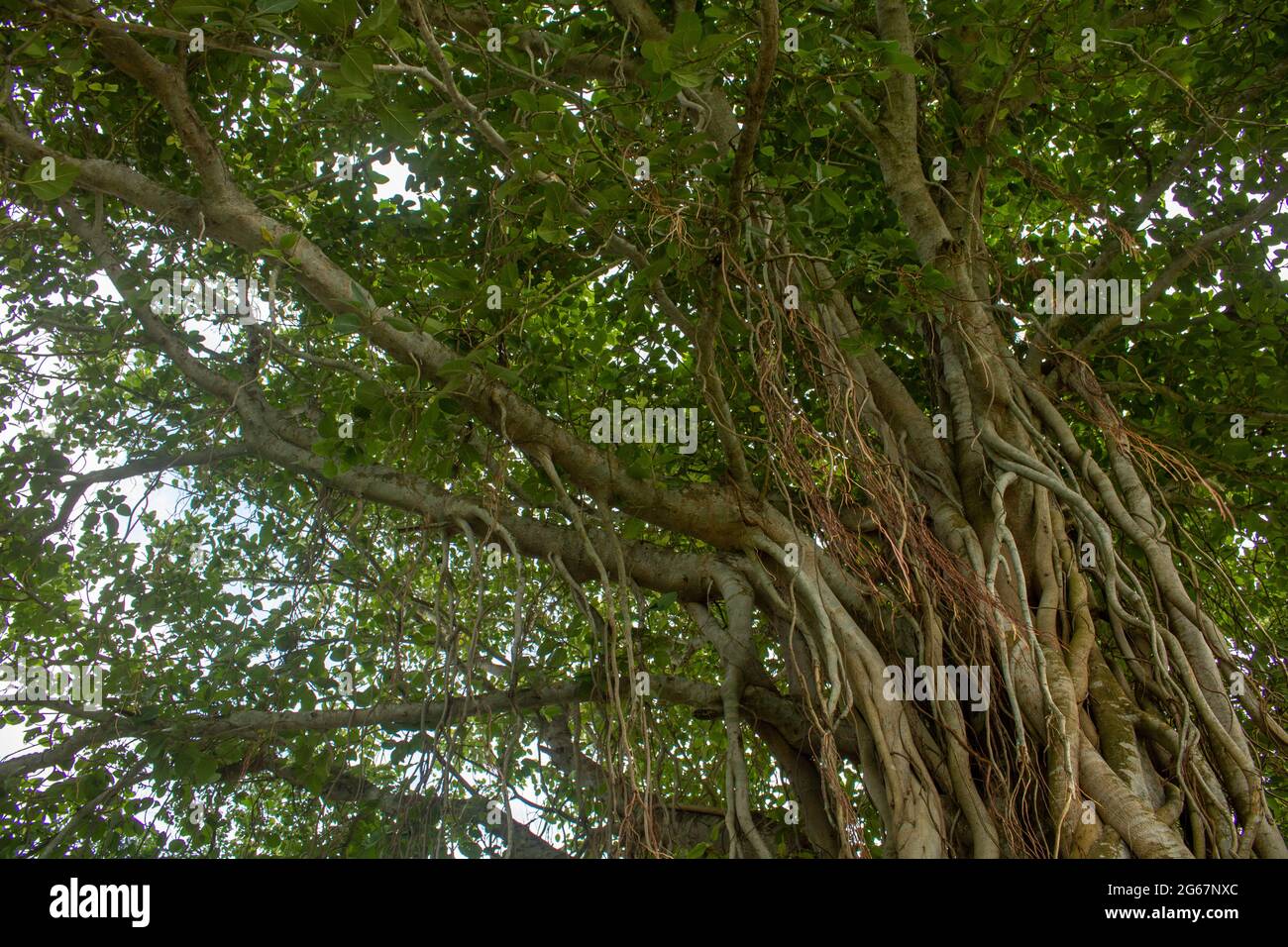 Immagine di un albero di Banyan. Foto di alberi selvatici sulle rive del fiume. Foto Stock