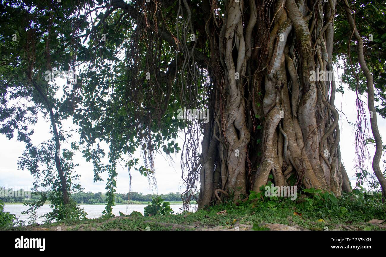 Immagine di un albero di Banyan. Foto di alberi selvatici sulle rive del fiume. Foto Stock
