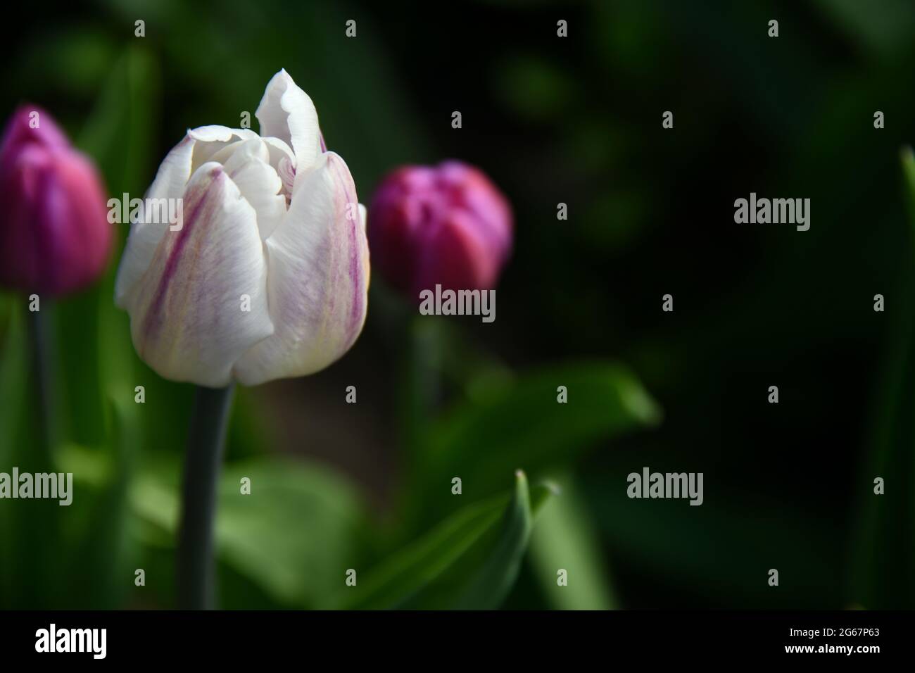 Tre tulipani toccati dal sole in una serata di primavera a Thunder Bay, Ontario, Canada. Foto Stock