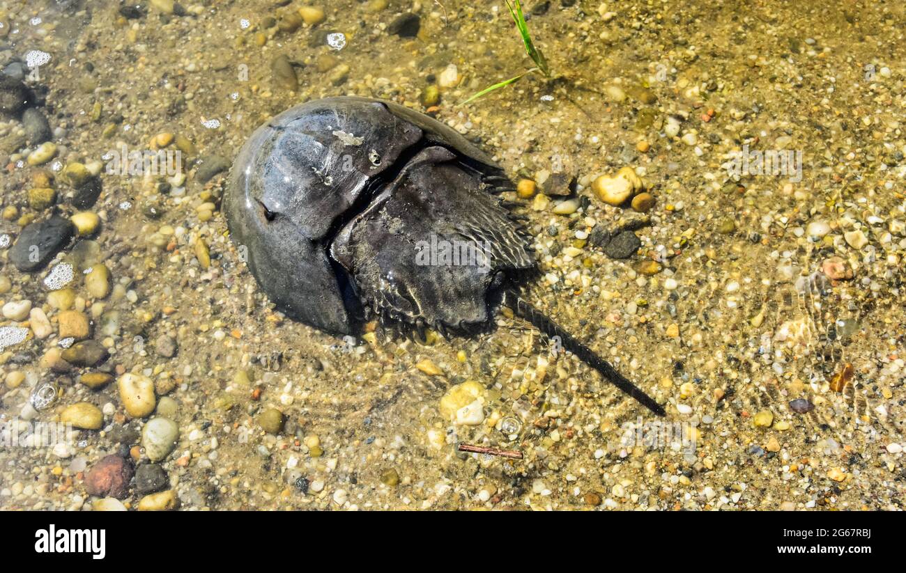 I granchi a ferro di cavallo dell'Atlantico (Limulus polyphemus) vengono a riva durante le lune piene e nuove di giugno e depongono le loro uova in cima alla marea più alta. Foto Stock