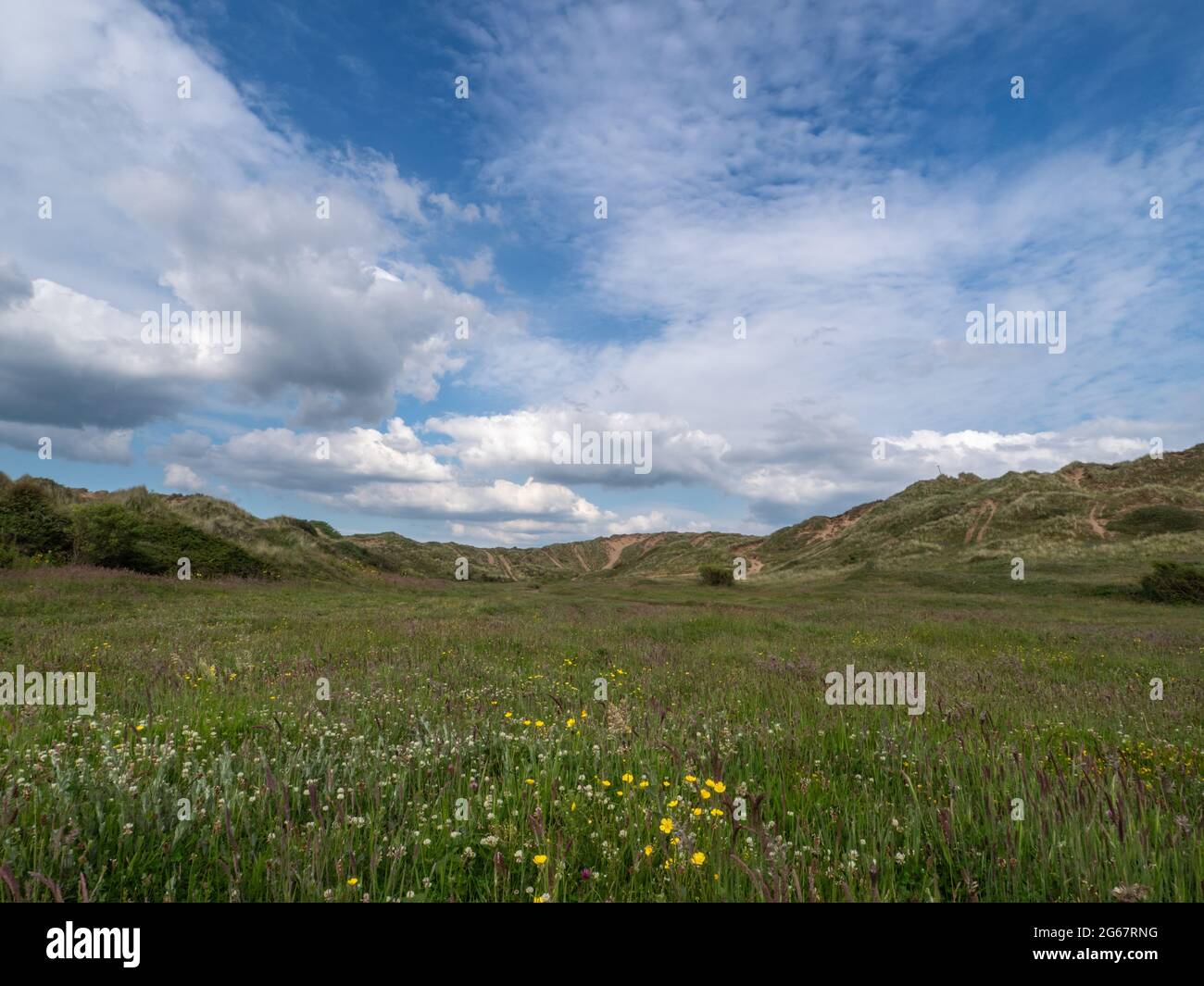 Fiori selvatici nelle dune di sabbia di Braunton Burrows, Devon del Nord. Paesaggio naturale. Foto Stock