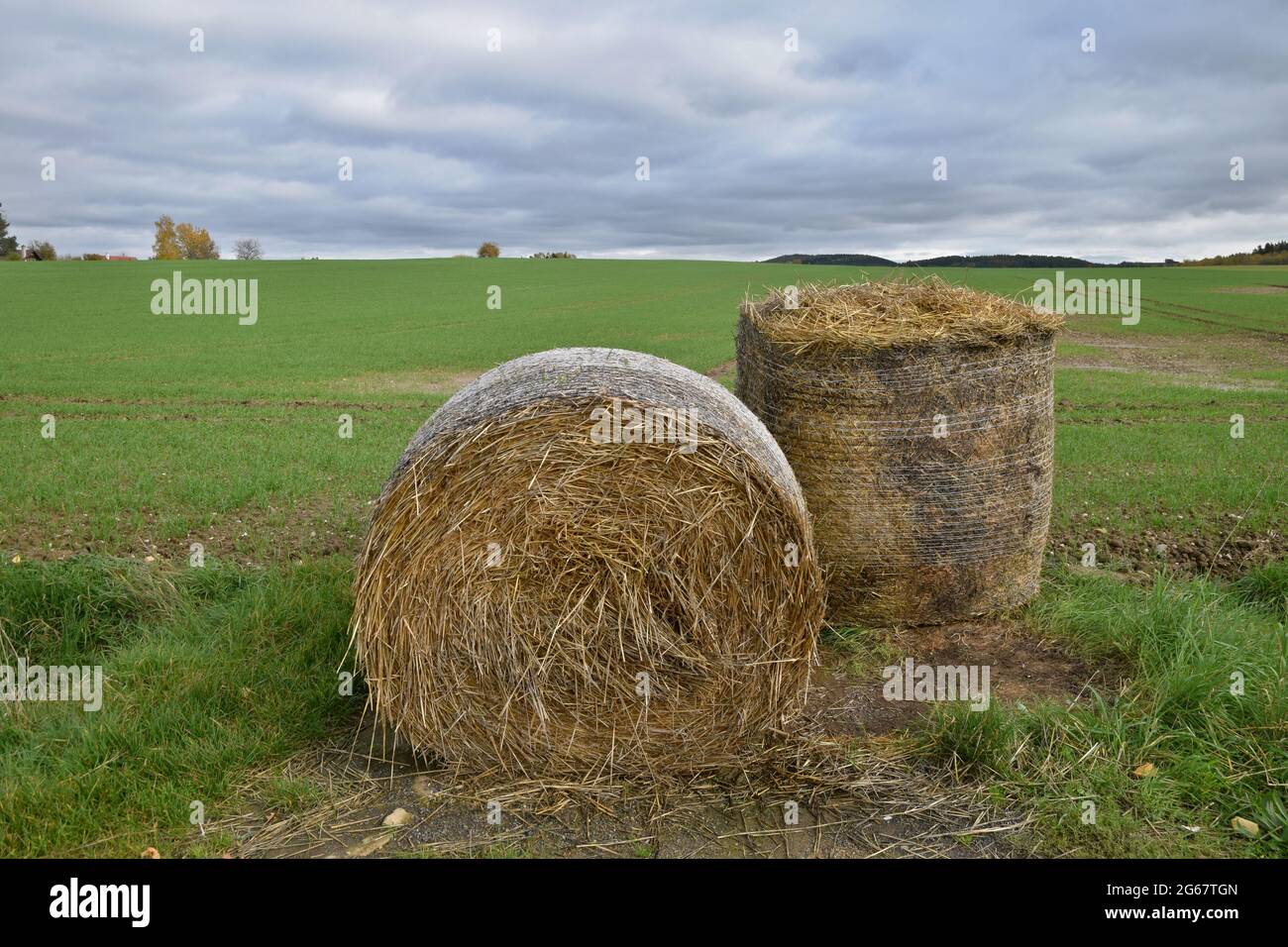 Le balle di paglia sul terreno hayfield. Foto Stock