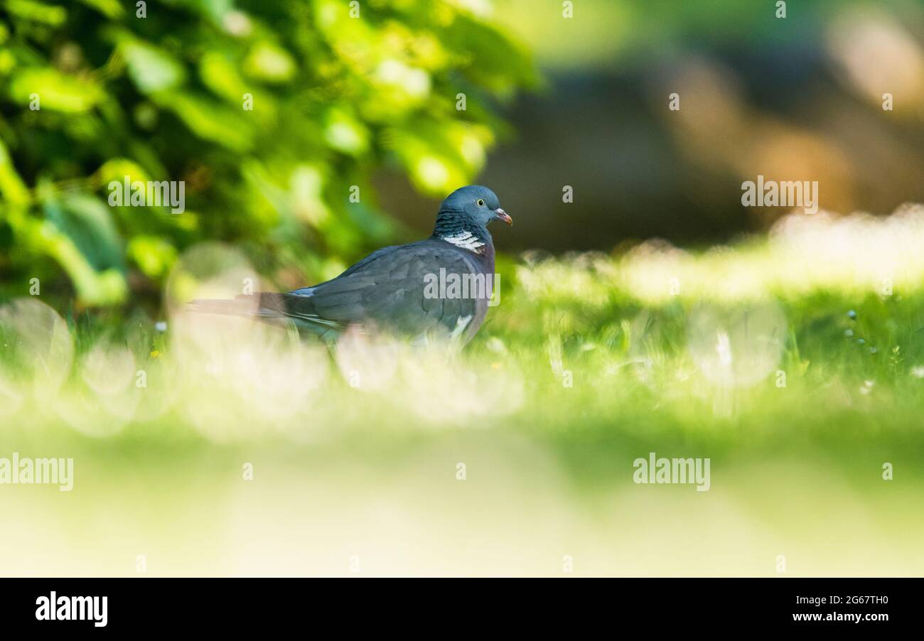 Pigeon di legno comune, Columba palumbus su erba Foto Stock