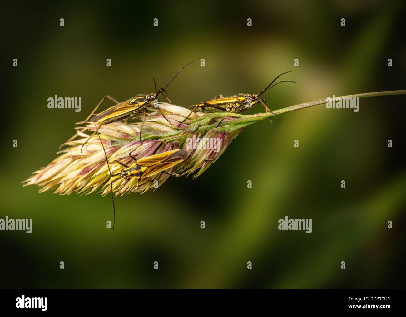 Leptopterna dolabrata, alias Meadow Plant bug su erba testa di mare. Famiglia Miridae. Foto Stock