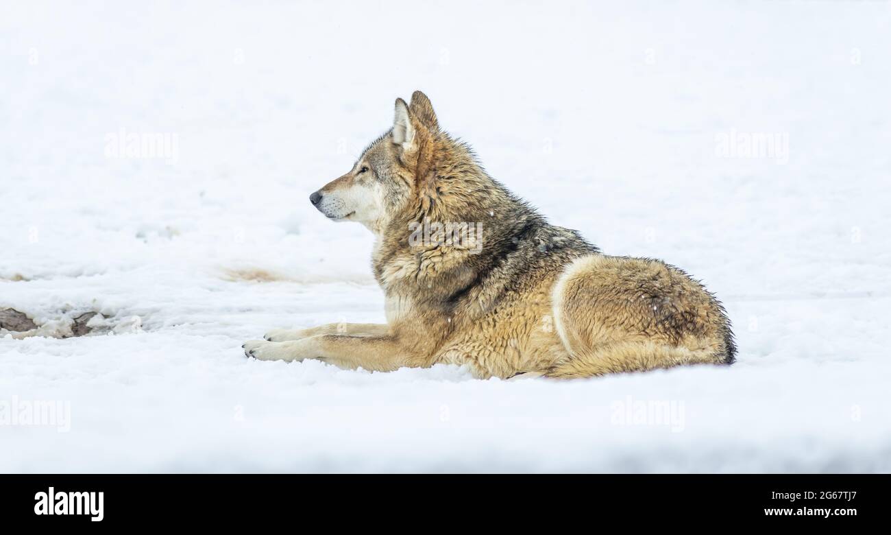 Gray Alone Wolf Canis lupus nella neve d'inverno Foto Stock