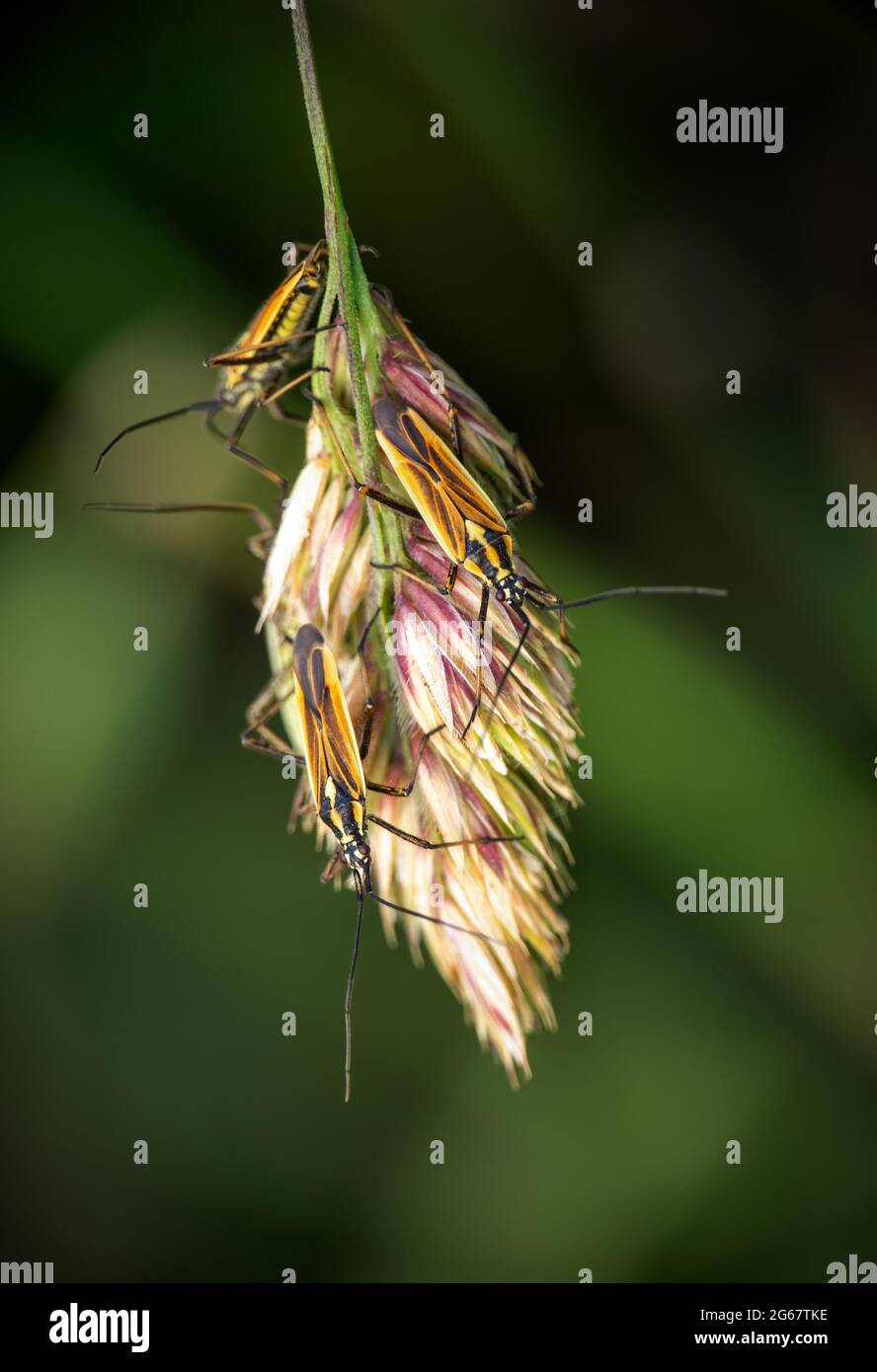 Leptopterna dolabrata, alias Meadow Plant bug su erba testa di mare. Famiglia Miridae. Foto Stock