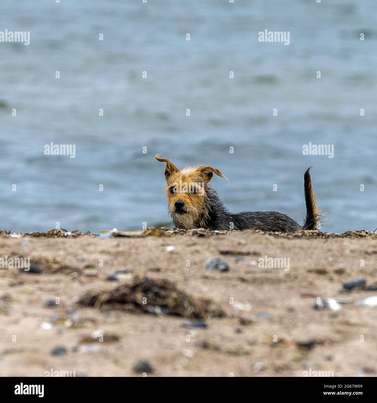 Hund entspannt am Strand Foto Stock