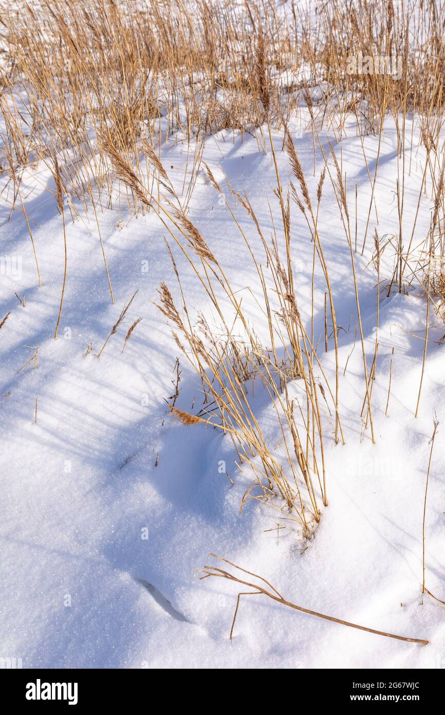 Primo piano di neve fresca e profonda, concetto invernale freddo. Foto Stock