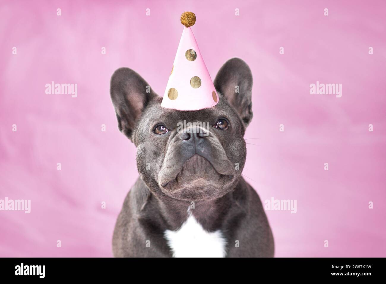 Carino cane Bulldog nero francese che indossa cappello da festa su sfondo  rosa Foto stock - Alamy
