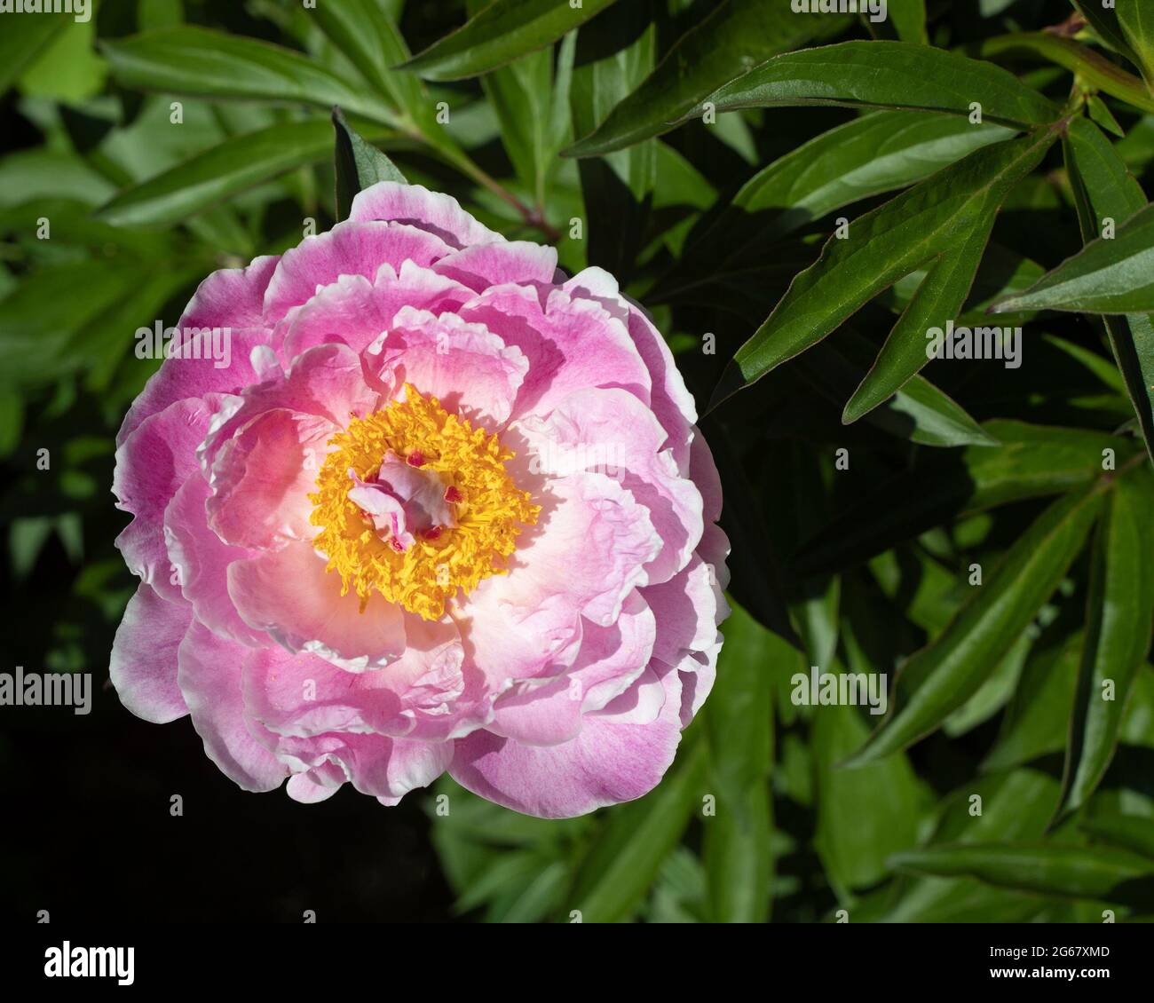 Il profumato Giardino di CNIB per chi ha una visione alterata comprende piante con profumi e texture distinte per odore e tatto, peonia in fiore Foto Stock
