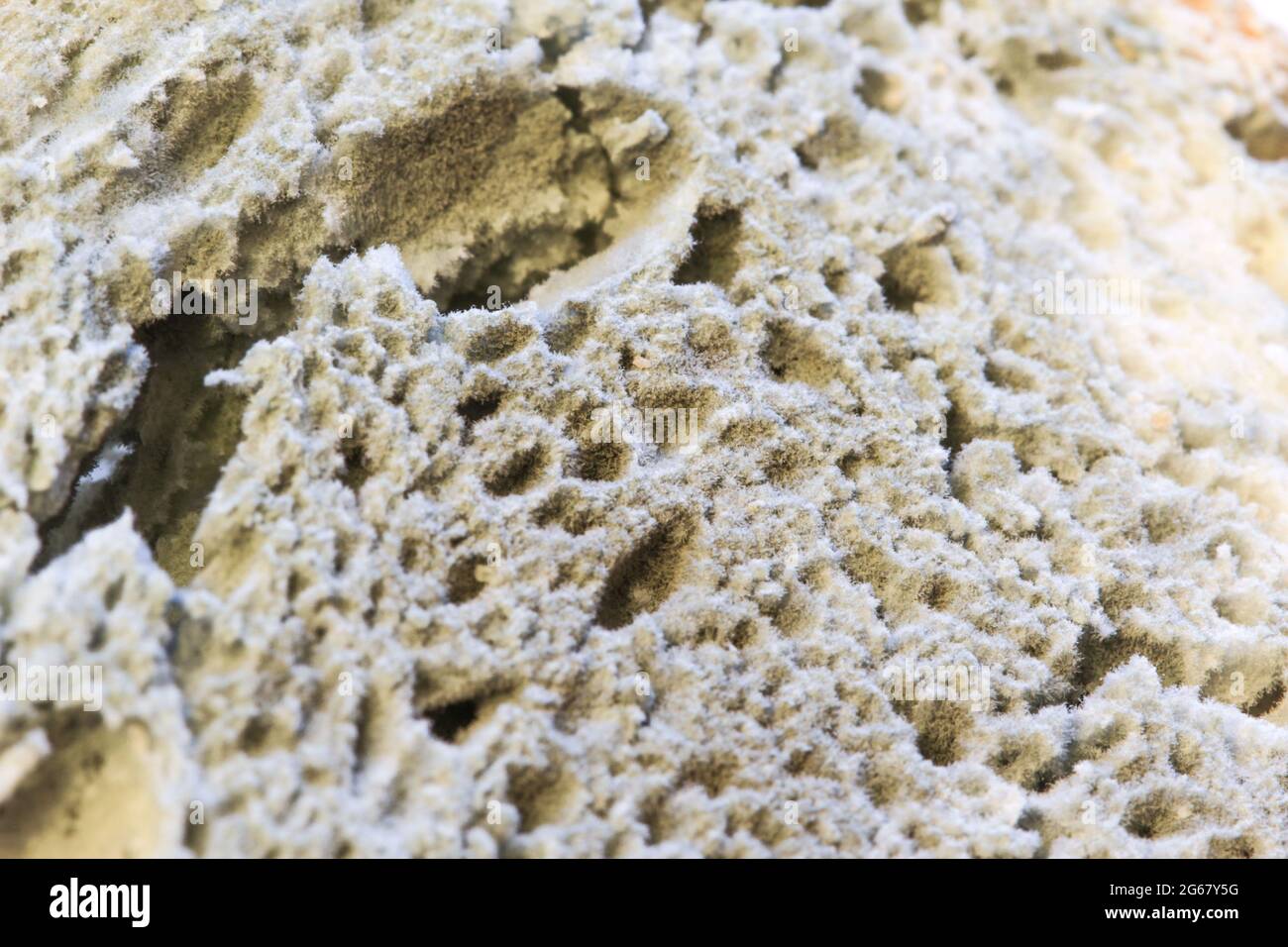 Muffa che cresce rapidamente su pane ammuffito su sfondo di legno. Muffa su una fetta di pane. Pane raffermo, coperto di muffa. Foto Stock