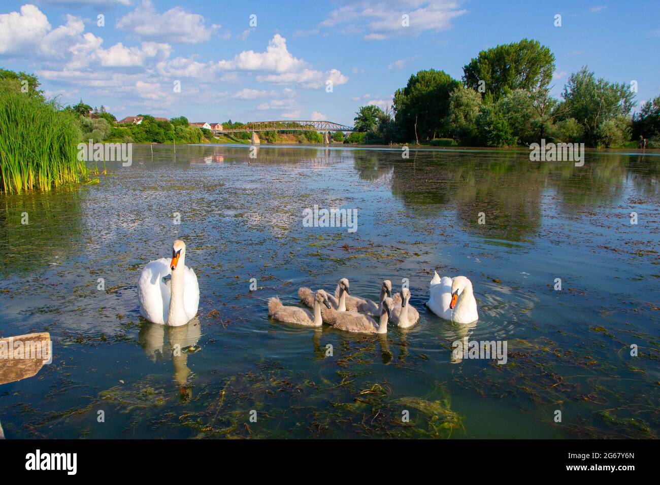 Cigni con i loro giovani sul fiume Studva - immagine Foto Stock