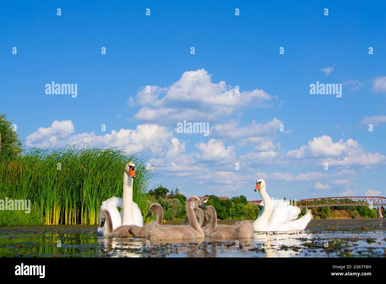 Cigni con i loro giovani sul fiume Studva - immagine Foto Stock
