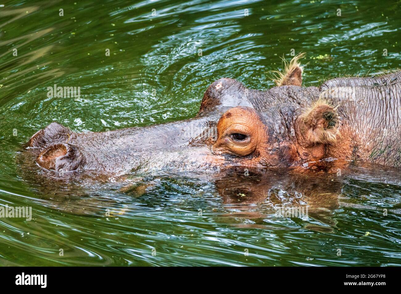 Lucifero o 'Lu' l'ippopotamo (Hippopotamus anfibio) nuotare in acqua verde - Ellie Schiller Homosassa Springs Wildlife Park, Homosassa, Florida Foto Stock