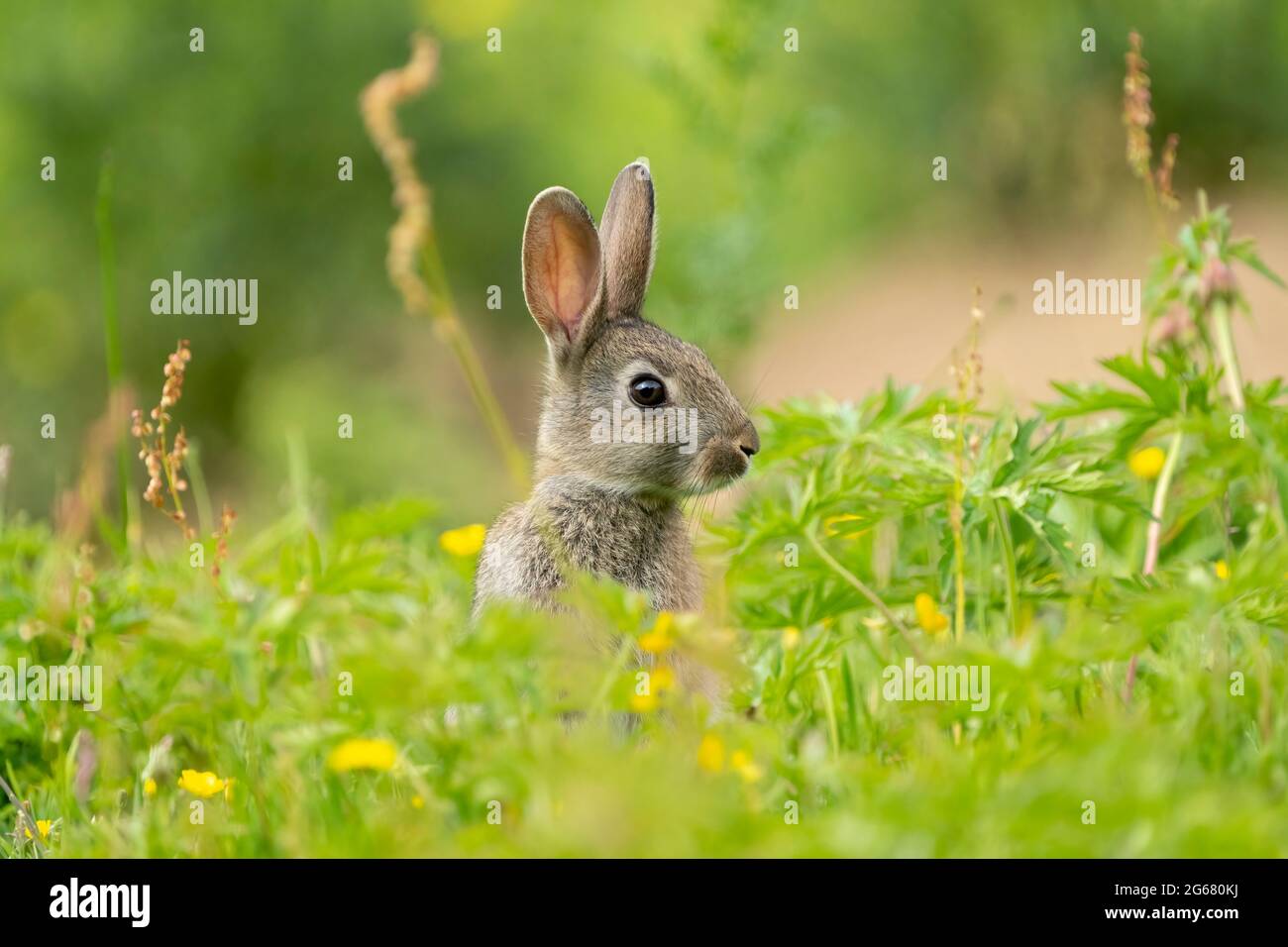Coniglio (Oryctolagus cuniculus) preso a Forest Farm Nature Reserve, Cardiff Foto Stock