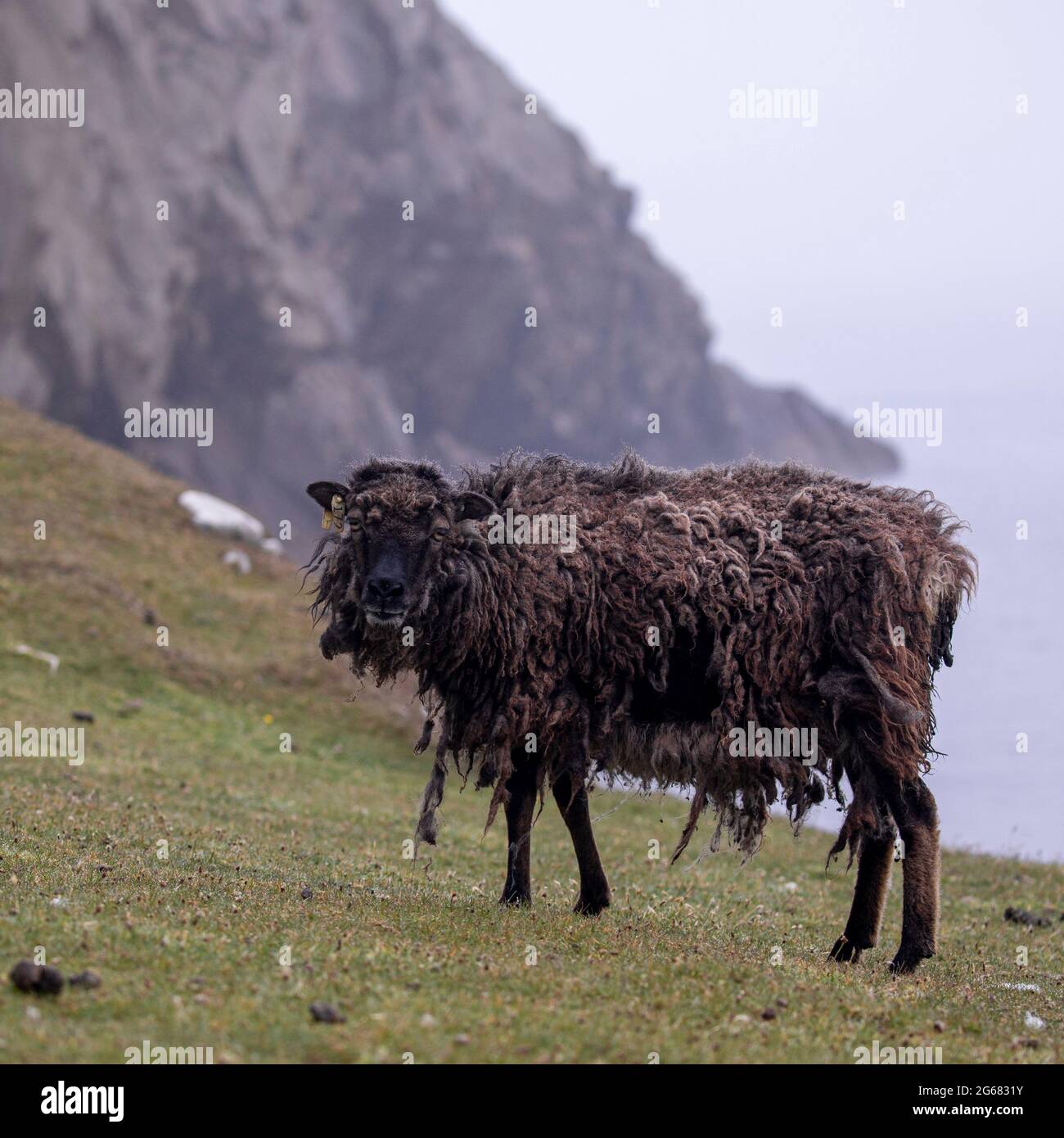 Soay feral pecore su Hirta, St Kilda, Scozia Foto Stock