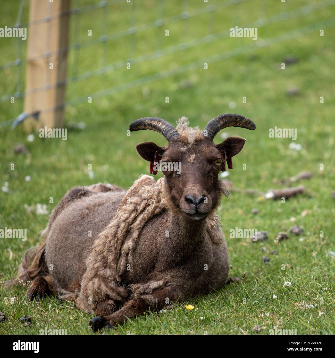 Soay feral pecore su Hirta, St Kilda, Scozia Foto Stock