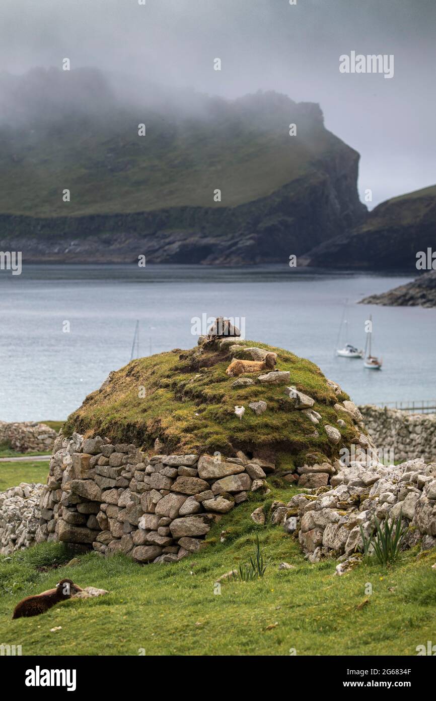 Soay feral pecore su Hirta, St Kilda, Scozia Foto Stock