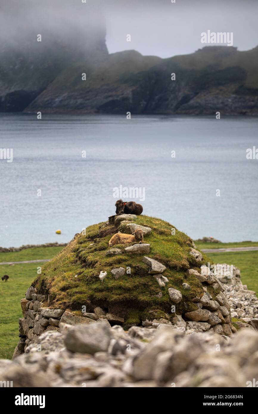 Soay feral pecore su Hirta, St Kilda, Scozia Foto Stock