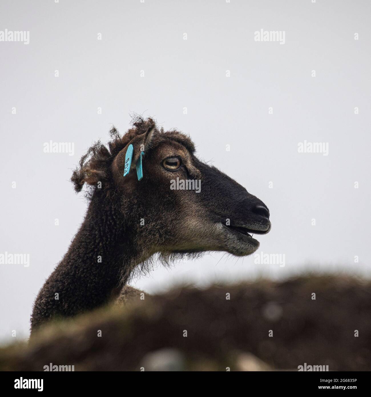 Soay feral pecore su Hirta, St Kilda, Scozia Foto Stock