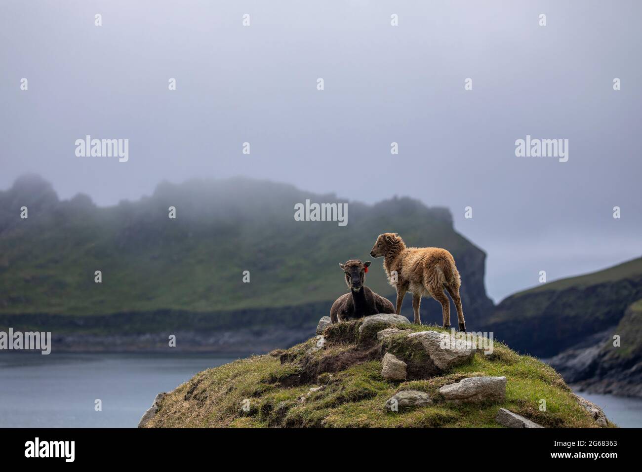 Soay feral pecore su Hirta, St Kilda, Scozia Foto Stock