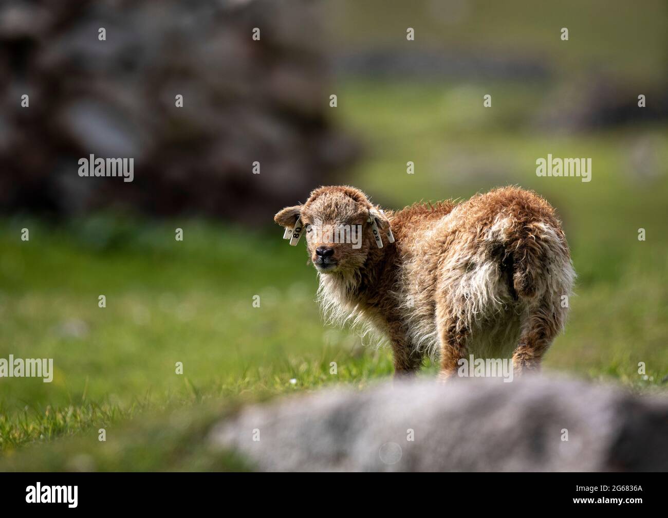 Soay feral pecore su Hirta, St Kilda, Scozia Foto Stock