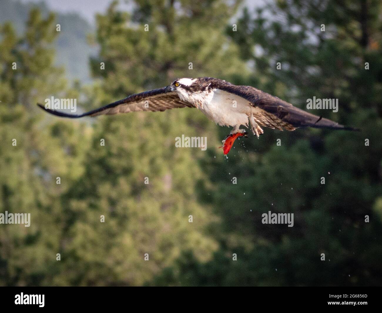 Un falco pescatore solitario si tuffa in uno stagno locale a Flagstaff, Arizona, alla ricerca di un pesce rosso rifornito dalle autorità locali. Foto Stock