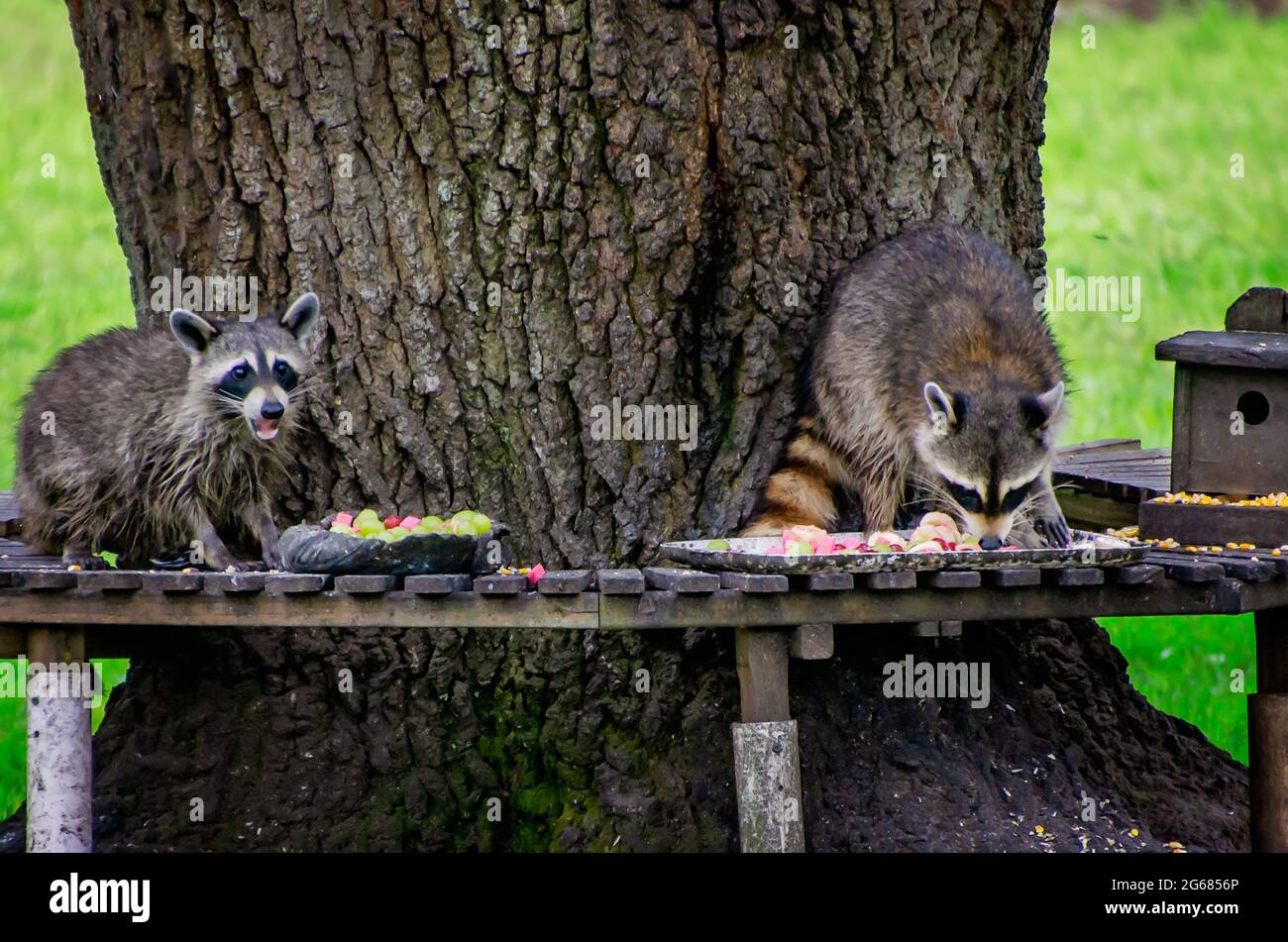 I procioni selvaggi mangiano una varietà di frutta, noci, mais e biscotti senza zucchero da una stazione di alimentazione della fauna selvatica del cortile, 30 giugno 2021, a Coden, Alabama. Foto Stock
