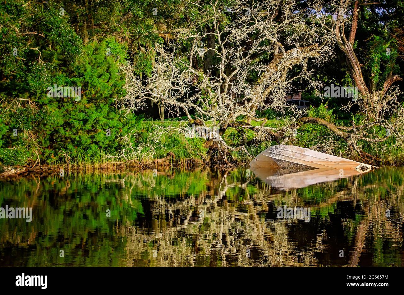 Un albero di quercia vivo in via di estinzione si trova lungo il bordo dell'acqua, accanto a una barca sommersa, il 1 luglio 2021, a Coden, Alabama. Foto Stock