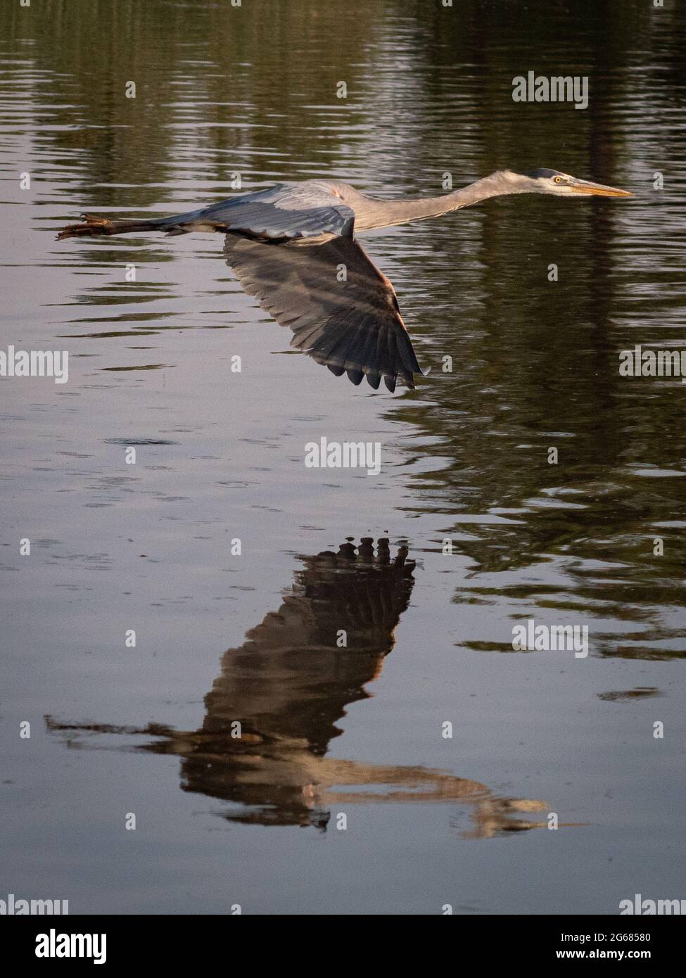 Un unico grande airone blu vola su uno stagno locale vicino a Flagstaff, Arizona, in cerca di cibo. Foto Stock