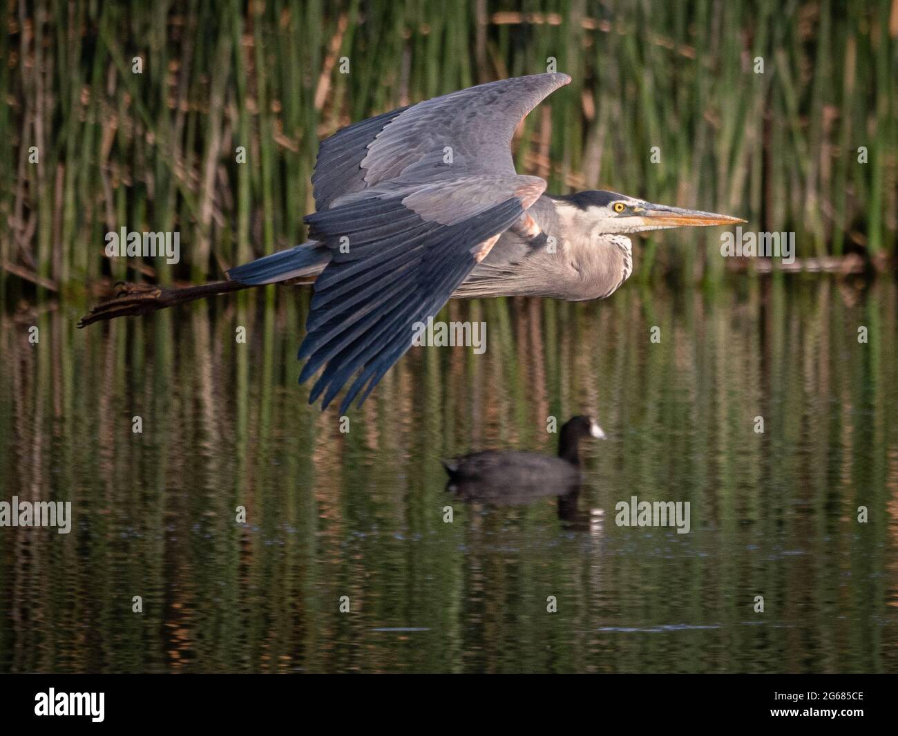 Un grande airone blu che vola sopra uno stagno con canne sullo sfondo. Foto Stock