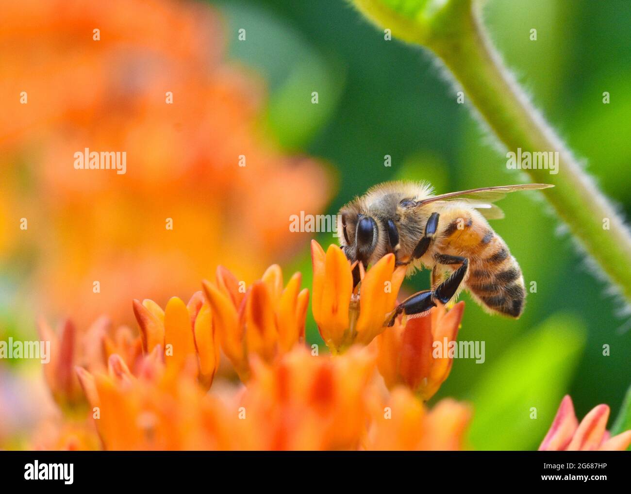 Closeup di un'ape di miele (Apis mellifera) che raccoglie nettare e polline da un fiore di erba di farfalla (Asclepias tuberosa.) Copia spazio. Foto Stock