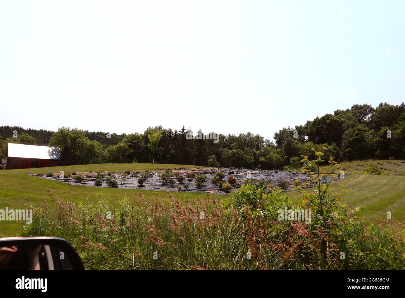 Vista sul campo di lavanda dalla strada Foto Stock