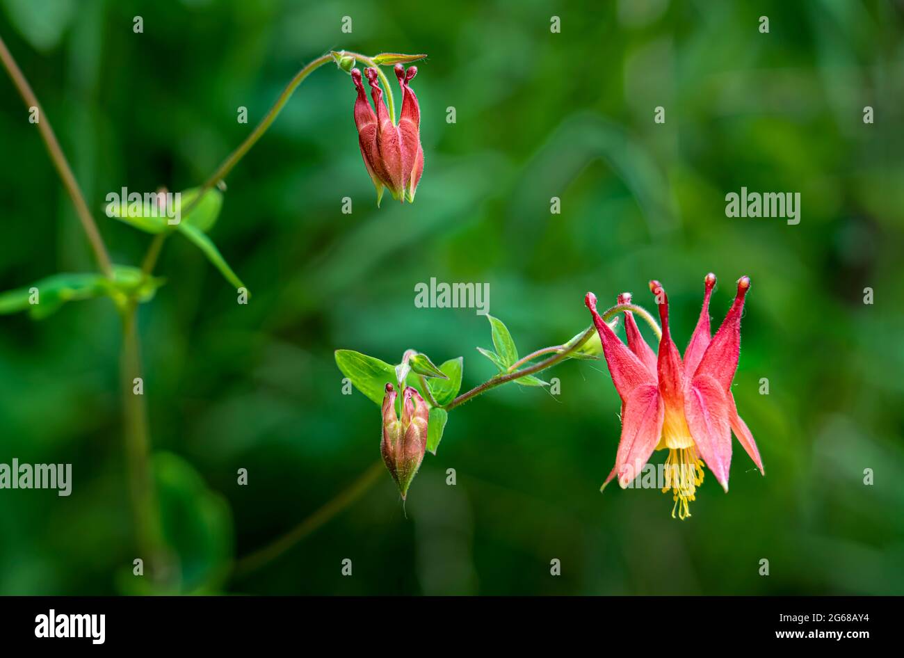 La colonna rossa selvaggia in una zona boschiva vicino a la Riviere, Manitoba, Canada. Foto Stock