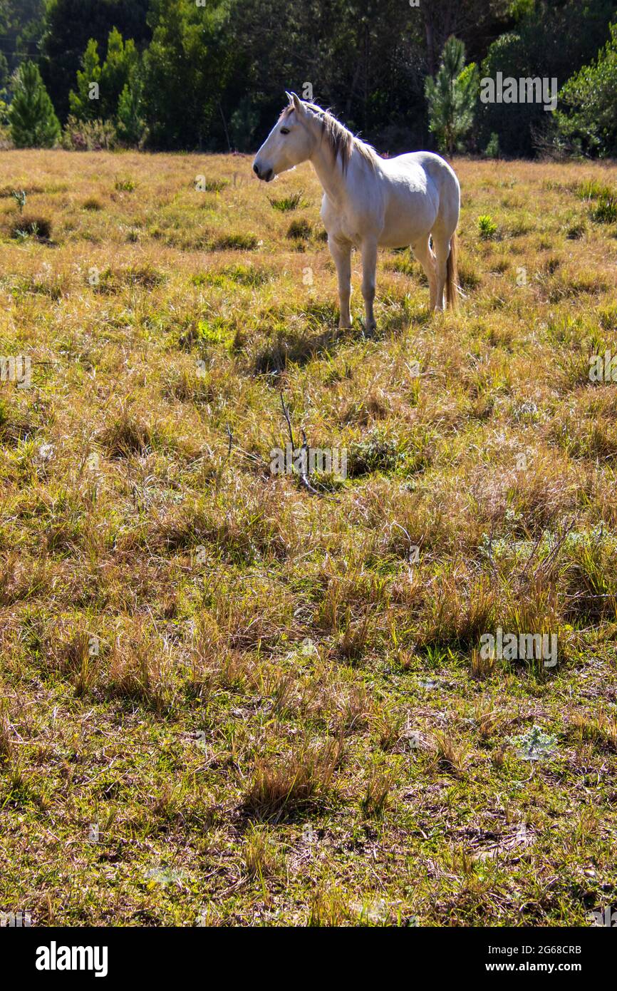 Un cavallo bianco in un giardino percorso paesaggio in Sud Africa Foto Stock