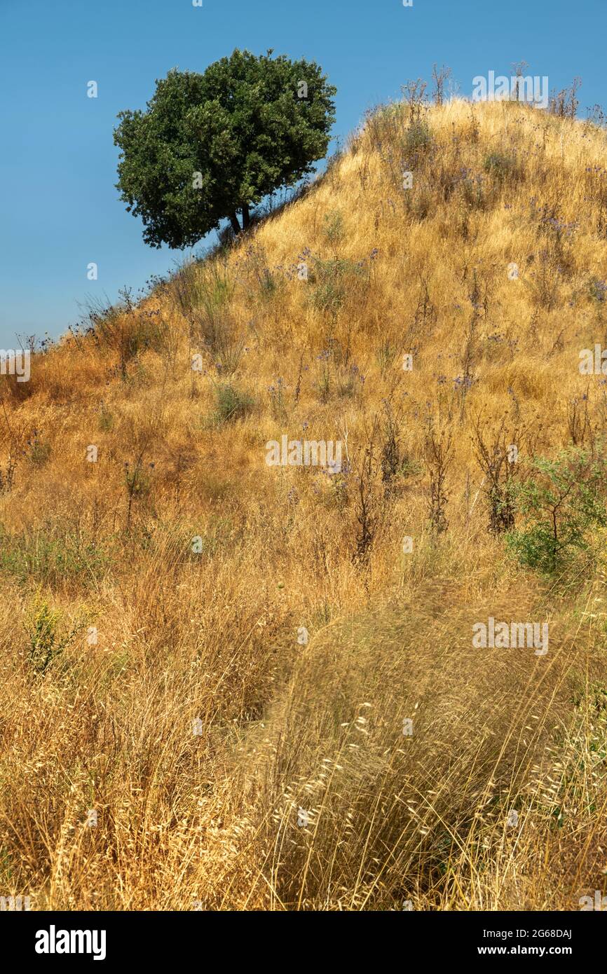 Natura e paesaggio in Israele. Foto di alta qualità. Paesaggio in una giornata di sole Foto Stock