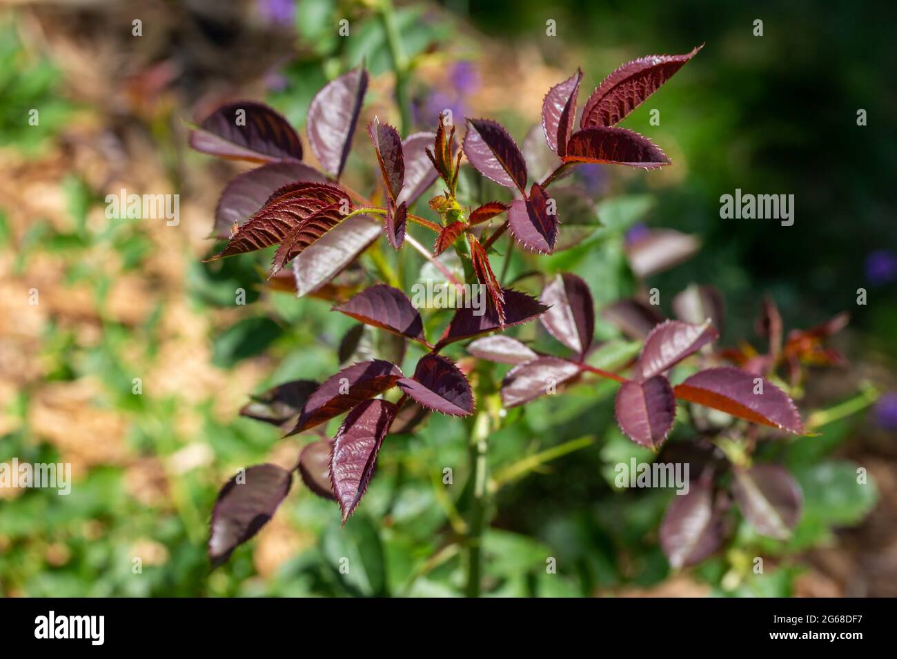 Primo piano texture astratta vista della lussureggiante crescita di nuove foglie rosse su un ibrido tè rosa cespuglio in un giardino soleggiato, con sfondo sfocato Foto Stock